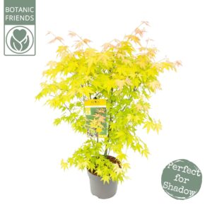 Acer palmatum Orange Dream Acer palm. 'Orange Dream'
(1 Plants/Order)(24cmP 80cmH)