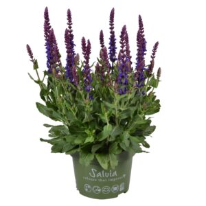 Salvia nemorosa Sensation Deep Blue Salvia Compact blue
(8 Plants/Order)(13cmP 25cmH)