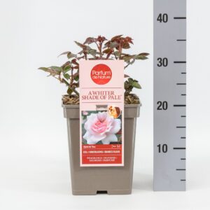 Rosa other Rosa A Whiter Shade of Pale ® 'Parfum de Nature', C5
(1 Plants/Order)(23cmP 30cmH)