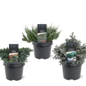 conifers conifers other conifers Blue mix
(1 Plants/Order)(19cmP 25cmH)