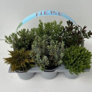 Hebe Hebe 6-pack
(1 Plants/Order)(9cmP 10cmH)