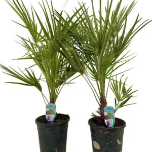 Chamaerops humilis Chamaerops humilis P21
(1 Plants/Order)(21cmP 80cmH)