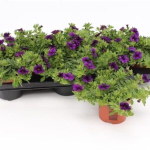 Minifamous Dark Blue Calibrachoa Dark Blue
(12 Plants/Order)(10.5cmP 15cmH)