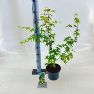Acer palmatum Aoyagi Acer pal. 'Aoyagi'
(1 Plants/Order)(19cmP 60cmH)