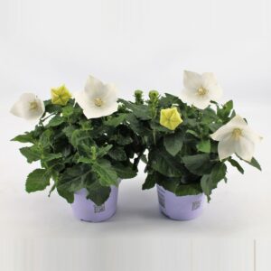 Platycodon grandiflorus Astra Whit Platycodon White
(12 Plants/Order)(12cmP 22cmH)