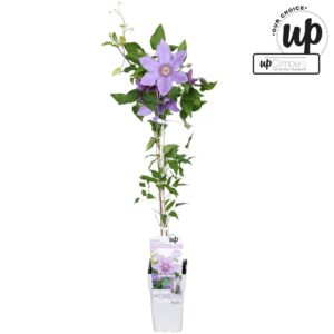 Clematis Clematis Big and Easy Purple - Tumaini P15
(10 Plants/Order)(15cmP 65cmH)