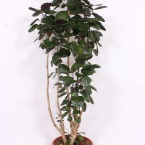 Polyscias Fabian Polyscias Fabian
(1 Plants/Order)(45cmP 210cmH)