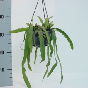 Rhipsalis Rhipsalis monacantha
(7 Plants/Order)(14cmP 30cmH)