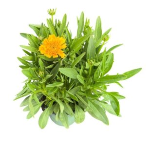 Coreopsis Solena Coreopsis grandiflora Yellow
(8 Plants/Order)(14cmP 30cmH)