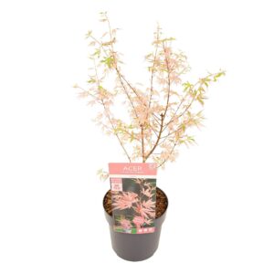 Acer palmatum Taylor Acer palm. 'Taylor' ®
(1 Plants/Order)(19cmP 65cmH)