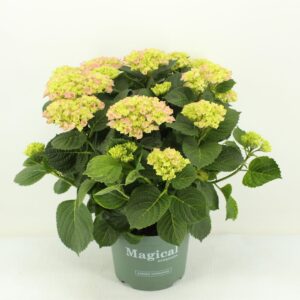 Hydrangea Magical Evolution 23 Hydrangea Magical Evolution Pink
(1 Plants/Order)(23cmP 45cmH)