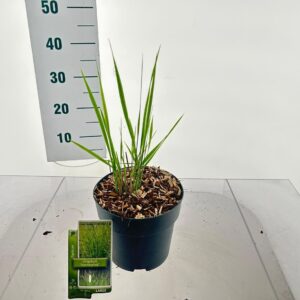 Panicum virgatum Panicum virgatum 'Northwind'
(1 Plants/Order)(19cmP 40cmH)