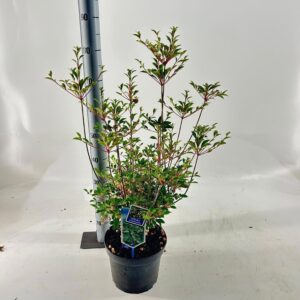 Enkianthus campanulatus Enkianthus campanulatus
(1 Plants/Order)(23cmP 70cmH)