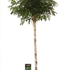 Schefflera Compacta Schefflera arb. Compacta op stam
(1 Plants/Order)(40cmP 230cmH)