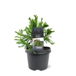 Cryptomeria Cryptomeria japonica 'Serama' (pbr)
(1 Plants/Order)(19cmP 30cmH)