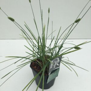 Siergrassen mix Sesleria Nitida
(6 Plants/Order)(17cmP 30cmH)