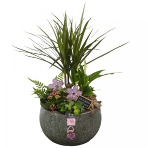 Indoor plants CC263
(2 Plants/Order)(23cmP 54cmH)