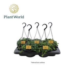 Indoor plants mixed tray 15cm Hangpot
(5 Plants/Order)(15cmP 30cmH)