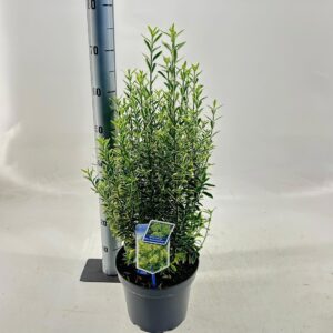 Euonymus japonicus Microphyllus Au Euonymus jap. 'Micr. Aureomariegatus'
(1 Plants/Order)(23cmP 40cmH)