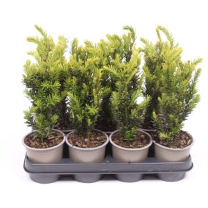 Taxus media Hillii Taxus media 'Hillii'
(11 Plants/Order)(11cmP 30cmH)