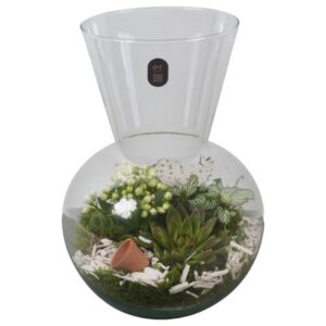 Indoor plants PTIG2631 Arrangement Indoor in glazen vaas
(2 Plants/Order)(21cmP 30cmH)