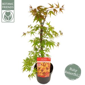 Acer palmatum Acer palm. 'Cascade Ruby' ®
(1 Plants/Order)(19cmP 70cmH)