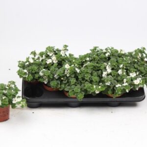 Sutera Bacopa white
(12 Plants/Order)(10.5cmP 15cmH)