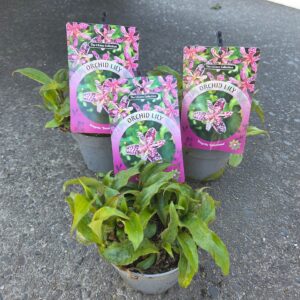 Tricyrtis hirta Tricyrtis hirta Sinonome Purple P13
(8 Plants/Order)(13cmP 40cmH)