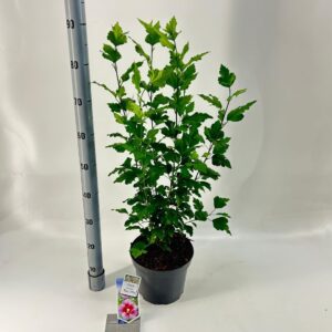 Hibiscus syriacus Hibiscus syr. 'Ruby Chiffon'
(1 Plants/Order)(23cmP 95cmH)
