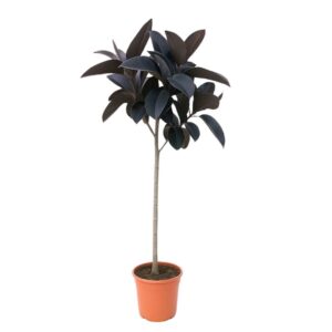 Ficus Elastica Abidjan Ficus Elastica 'Abidjan' - 140cm
(1 Plants/Order)(22cmP 140cmH)