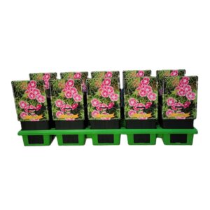 Geranium sanguineum Geranium sanguineum 'Elke' P11
(10 Plants/Order)(11cmP 25cmH)