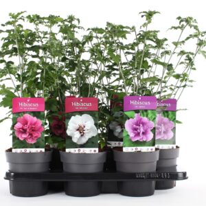 Hibiscus syriacus Hibiscus syr. mix P15
(6 Plants/Order)(15cmP 40cmH)