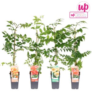 Campsis Campsis mix laag geent P15
(50 Plants/Order)(15cmP 65cmH)