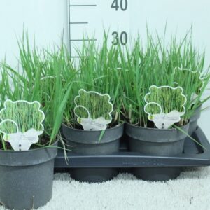 Panicum virgatum Panicum virgatum 'Prairie Sky' P17
(6 Plants/Order)(17cmP 35cmH)