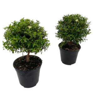 Myrtus communis Myrtus communis "mini stam"
(12 Plants/Order)(12cmP 25cmH)