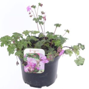 Geranium x cantabrigiense Karmina Geranium cant. Karmina
(6 Plants/Order)(17cmP 25cmH)
