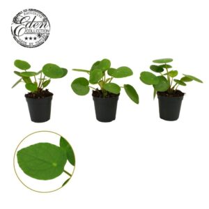 Pilea peperomoides Pilea Peperomioides 5,5cm
(20 Plants/Order)(5.5cmP 10cmH)