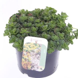 Sedum spurium Sedum spurium Coccineum
(6 Plants/Order)(17cmP 20cmH)