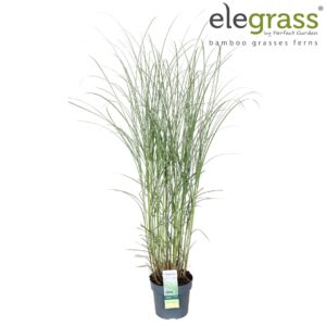 Miscanthus sinensis Gracillimus Miscanthus sinensis 'Gracillimus' P19
(1 Plants/Order)(19cmP 100cmH)