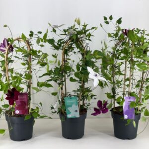 Clematis Garland Nolina Clematis | Garland® mix
(21 Plants/Order)(19cmP 70cmH)