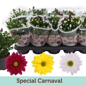 Chrysanthemum Chrysanthemum Carnaval
(10 Plants/Order)(12cmP 25cmH)