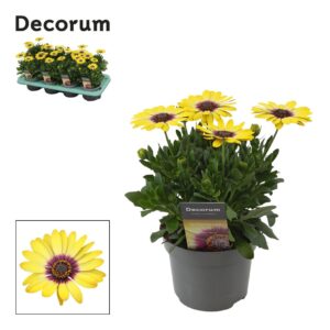 Osteospermum Serenity Blue Eyed Bea Osteospermum Blue Eyed Beauty Decorum
(8 Plants/Order)(12cmP 25cmH)