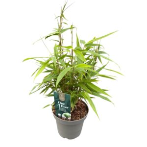 Fargesia other Fargesia One Boo™ P14
(8 Plants/Order)(14cmP 30cmH)