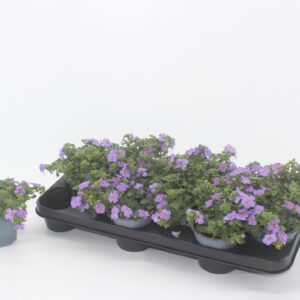 Sutera Blue Showers Sutera blue
(12 Plants/Order)(10.5cmP 15cmH)