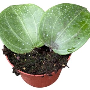 Hoya hoya latifolia green
(9 Plants/Order)(10.5cmP 15cmH)