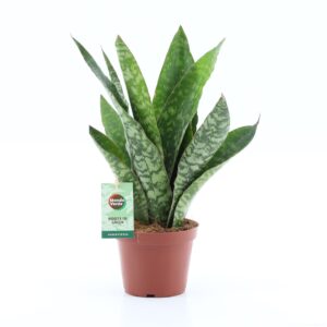 Sansevieria Sansevieria Aubrytiana
(8 Plants/Order)(12cmP 40cmH)
