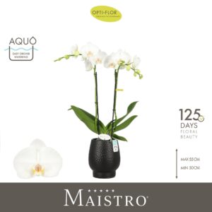 Phalaenopsis white more Ripsen Maistro Mozart 2 spike 50 cm in Abruzzo Black Aquo
(3 Plants/Order)(12cmP 50cmH)