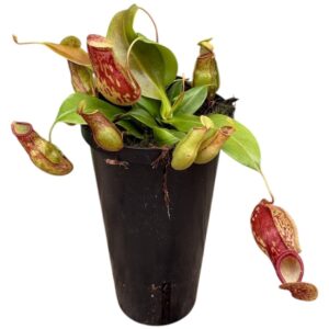 Nepenthus Nepenthes Monkey Jars Gaya
(6 Plants/Order)(12cmP 45cmH)