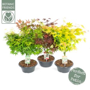 Acer palmatum Acer palm. mix
(1 Plants/Order)(23cmP 30cmH)