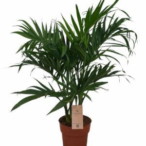 Chamaedorea cataractarum Stella Chamaedorea Cataractarum ''Stella''
(1 Plants/Order)(19cmP 90cmH)